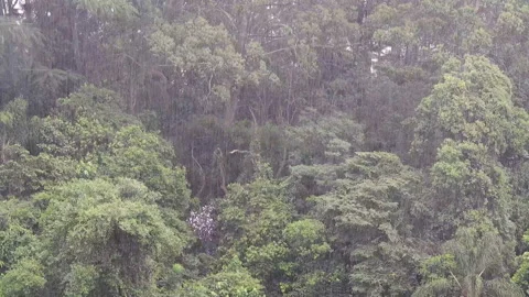 Rain in the Tropical Rainforest Stock Footage 143578342