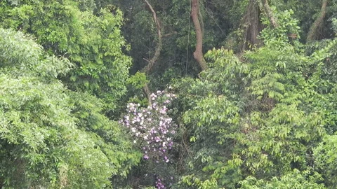 Rain in the Tropical Rainforest Stock Footage 144162751
