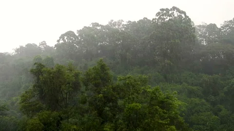 Rain in the Tropical Rainforest Stock Footage 144360721