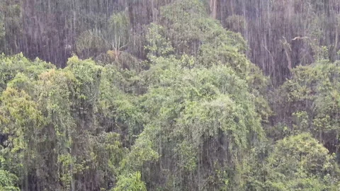 Rain in the Tropical Rainforest Stock Footage 144363878