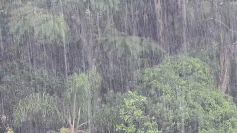 Rain in the Tropical Rainforest Stock Footage 144411825