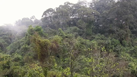 Rain in the Tropical Rainforest Video stock 145565077