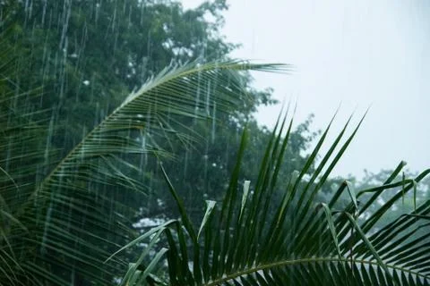 Rain in tropical rainforest Stock Photos