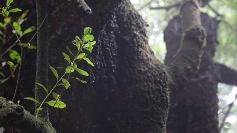 Rain in Tropical Rainforest, Water Drops From Trees in Misty Forest, Slow Motion Stockbeeldmateriaal 341669568