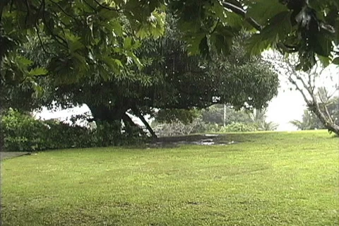 Rain on tropical trees &amp; grass Stock Footage 745129