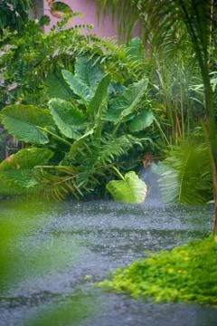 Rain in the tropics. Beautiful thickets and a river. Stock Photos