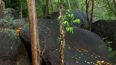Rain in the tropics. Stock Footage 88730847