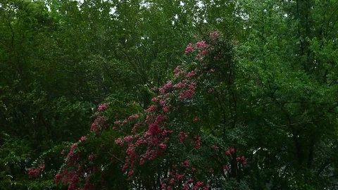 Rain in Tyler Texas. Stockbeeldmateriaal 77285210