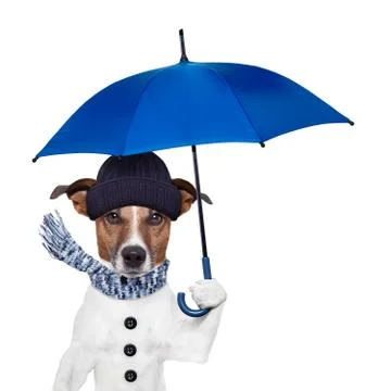 Rain umbrella dog Stock Illustration