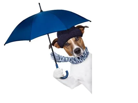Rain umbrella dog Illustration