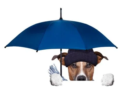 Rain umbrella dog Stock Illustration