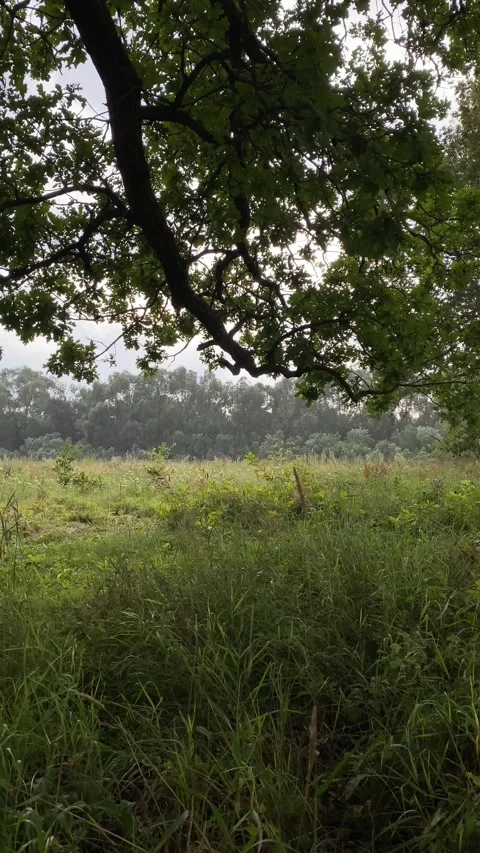 Rain under an oak tree. Oak branches provide shelter from rain Stock Footage 333582449