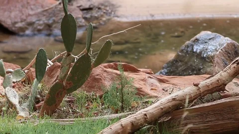 Rain in Utah Desert Stock Footage 81066420