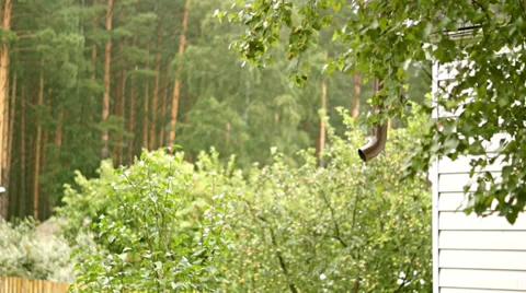 Rain viburnum. Downspout Stock Footage 37567454