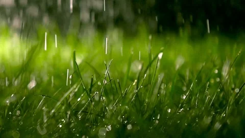 Rain-video-of-lawn-at-night Stock Footage 126230704