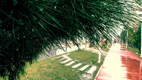 Rain view through the pine tree and raindrop on leaf tip in slow motion Stock Footage 124826851