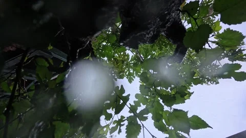 Rain view under the tree Stock Footage 304392327