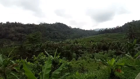Rain in Village Field Stock Footage 239166174