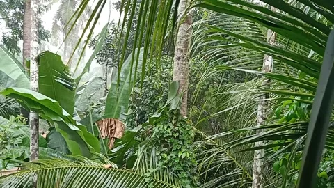 Rain in the village Stock Footage 162098683