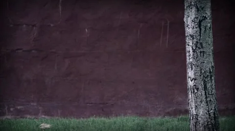 Rain, Wall and Tree Video stock 7733705