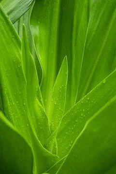 Rain water dew drops on leaf at nature in morning. Stock Photos