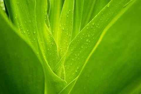 Rain water dew drops on leaf at nature in morning. Fotos de archivo