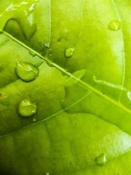 Rain water is the dot on the leaf in the light green. Stock Photos