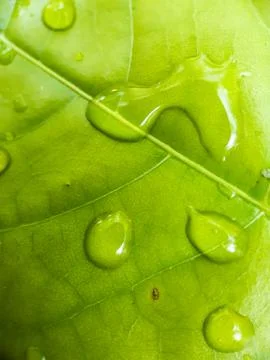 Rain water is the dot on the leaf in the light green. Stock Photos