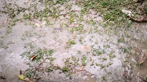 Rain water drip on the grass and the ground Stock Footage 95974659