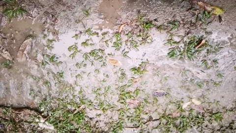 Rain water drip on the grass and the ground Stock Footage 95974708