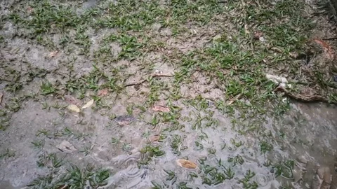 Rain water drip on the grass and the ground Stock Footage 95974759