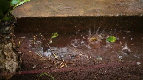 Rain water dripping on the muddy ground Stock Footage 77444270