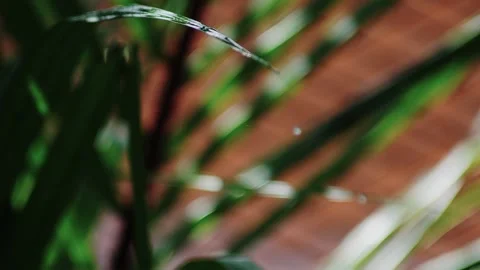 Rain water dripping on palm leaf Stock Footage 295804109