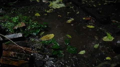 Rain water dripping tree to the ground establish background Video stock 278727082