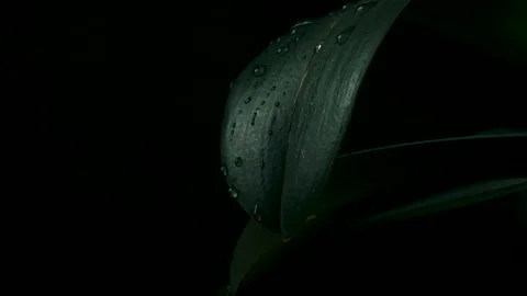 Rain water drop falling into green leaf on dark background. Stock Footage 233728819