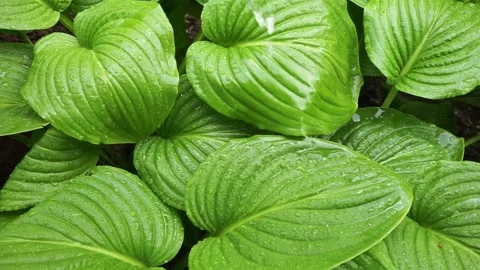 Rain water drop falling into green lotus leaf on dark background Stock Footage 237719634