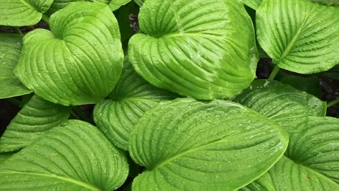 Rain water drop falling into green lotus leaf on dark background Stock Footage 237719640