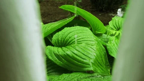 Rain water drop falling into green lotus leaf on dark background Stock Footage 237719649