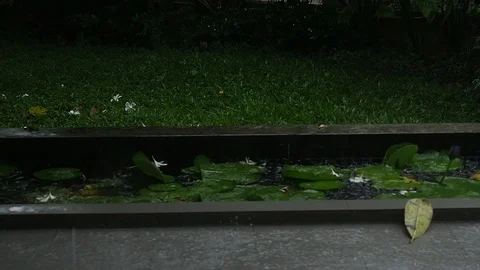 Rain water drop falling to Lotus pond in heavy rain day. Stock Footage 119119445