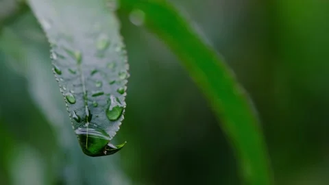 Rain Water Drop Flows Down on a green Leaf. 4K. Cloudy dark weather Stock Footage 140220774