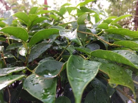 Rain water drop green leaf tree Foto stock