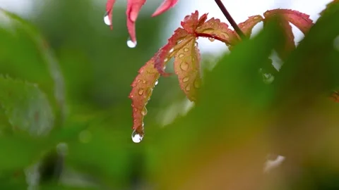Rain water drop on Japanese Maple tree branch 스톡 동영상 283855117