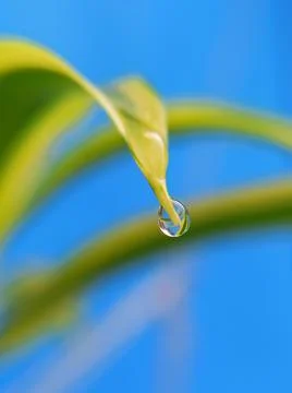 Rain water drop in leaf Stock Photos