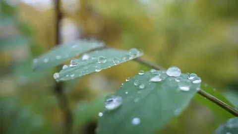 Rain water drop on a plant leaf, cinematic closeup shot Stock Footage 303180939