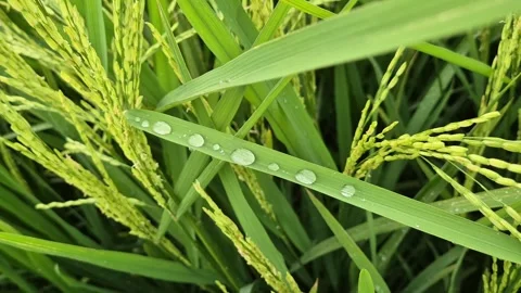 Rain Water Droplets On Green Paddy Leaf Close Up Rice Field Video Stock Footage 343671602