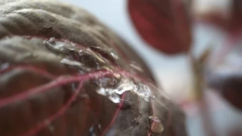 Rain water droplets on a leaf's surface. Stock Footage 96749045