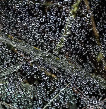 Rain Water Droplets on Spider Web Macro Nature Background Stock Photos