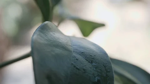 Rain water drops are falling on a leaf of a Schefflera plant. Stock Footage 96743487
