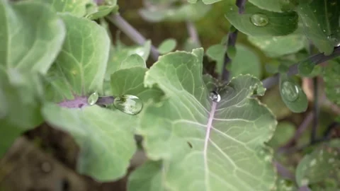 Rain water drops on big waterproof leaves Stock Footage 135583209
