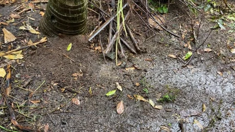 Rain water drops on the brown ground at garden Stock Footage 312389201